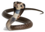 King Cobra, Ophiophagus Hannah, Venomous Snake Sticker