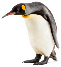 King Penguin Looking Down, Isolated On White Sticker