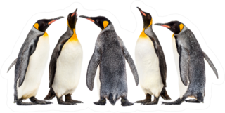 King Penguins Walking In A Group, Isolated Sticker