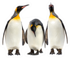 King Penguins Walking In A Row, Isolated Sticker
