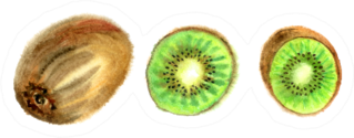 Kiwi Fruit Sticker
