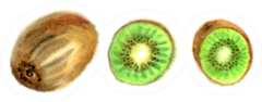 Kiwi Fruit Sticker