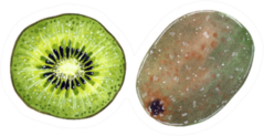 Kiwi Fruit Watercolor Sticker
