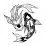 Koi Carp Yin Yang Circle Sticker