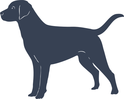 Labrador Dog Sticker