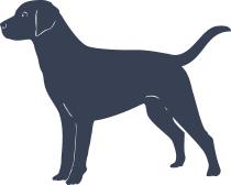 Labrador Dog Sticker