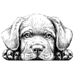 Labrador Puppy Sketch Sticker 