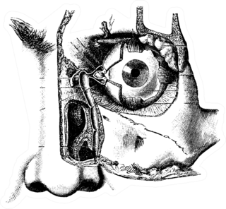 Lacrimal Apparatus Usual Medicine Dictionary Sticker