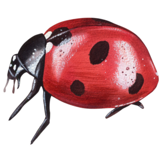 Ladybug Beautiful Insect Sticker