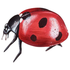 Ladybug Beautiful Insect Sticker