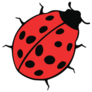 Ladybug Crawling on Ground Sticker