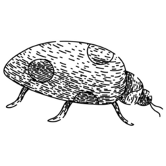 Ladybug Hand Drawn Sketch Sticker