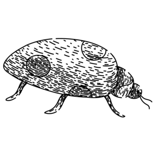 Ladybug Hand Drawn Sketch Sticker