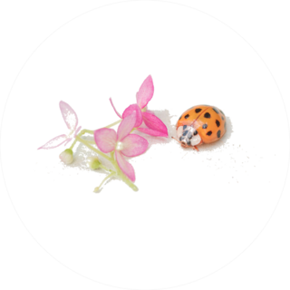 Ladybug Sits On A Flower Sticker