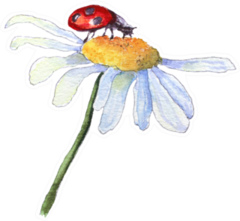 Ladybug Sitting On White Camomile Flower Sticker