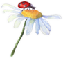 Ladybug Sitting On White Camomile Flower Sticker