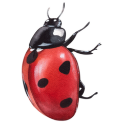 Ladybug Watercolor Sticker