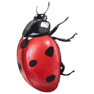 Ladybug Watercolor Sticker
