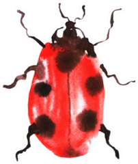 Ladybug Watercolor Sticker