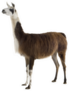 Lama On White Sticker