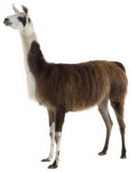 Lama On White Sticker