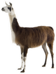 Lama On White Sticker