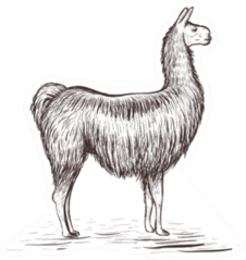 Lama Sketch Illustration Sticker
