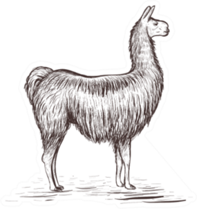 Lama Sketch Illustration Sticker
