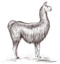 Lama Sketch Illustration Sticker