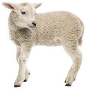 Lamb (8 Weeks Old) Isolated On White Sticker
