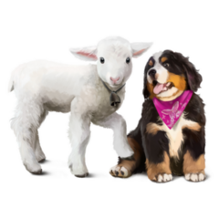 Lamb And Bernese Pup Sticker