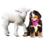 Lamb And Bernese Pup Sticker