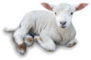 Lamb Laying Down Cute Sticker