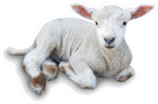 Lamb Laying Down Cute Sticker