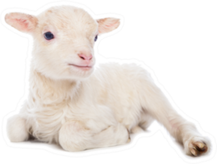Lamb Sitting In Front Of A White Background Sticker