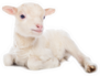 Lamb Sitting In Front Of A White Background Sticker