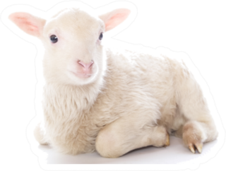 Lamb Sitting In Front Of A White Sticker
