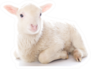 Lamb Sitting In Front Of A White Sticker