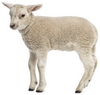 Lamb Standing Sticker