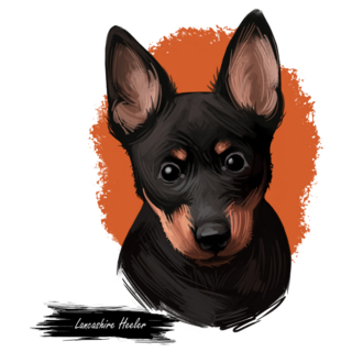 Lancashire Heeler Art Sticker