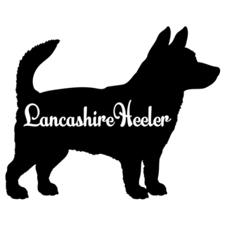 Lancashire Heeler Sticker