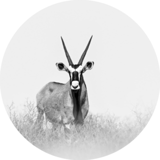 Large Antelope In Nature Habitat Sticker