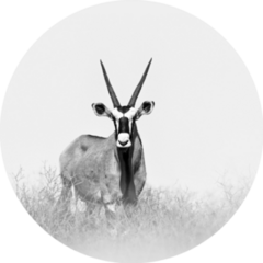 Large Antelope In Nature Habitat Sticker