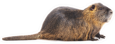 Large Beaver Isolated On A White Background Sticker