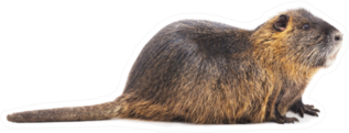 Large Beaver Isolated On A White Background Sticker
