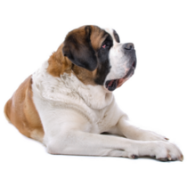 Large Bernard Sticker