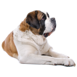 Large Bernard Sticker