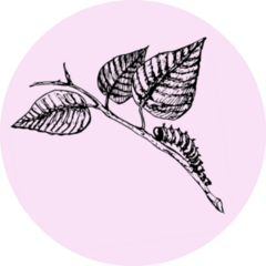 Large Caterpillar Crawling On Branch Doodle Pink Sticker