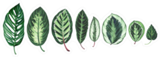 Large Collection Of Tropical Leaves Illustration Sticker