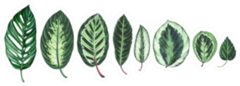 Large Collection Of Tropical Leaves Illustration Sticker